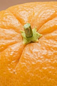 Orange (close-up of stalk)