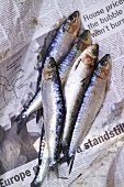 Sardines on newspaper