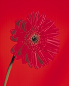 Red gerbera against red background