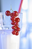 A glass of milk with redcurrants