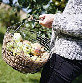 Frau hält einen Drahtkorb mit Äpfeln