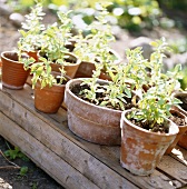 Plants in pots in a garden