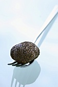 Black truffle (Chinese truffle) on fork