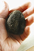 Hand holding black truffle (Perigord truffle)