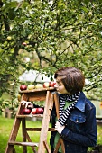 Frau bei der Apfelernte in Schweden