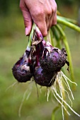 Hand holding freshly harvested red onions