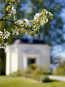 Flowering branch with historic building in background (Sweden)