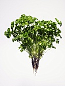 Fresh parsley with roots