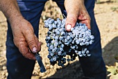 Hands holding red wine grapes (Spain)