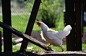 Hen in chicken coop on farm