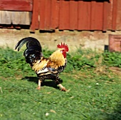 Rooster on a farm