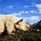 Pig on a farm