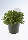 Pot of thyme with label