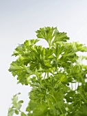 Fresh parsley