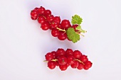 Two bunches of redcurrants with leaves