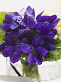 Violets in a glass of water (close-up)