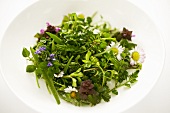 Wild herb salad