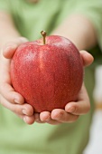 Child holding Royal Gala apple