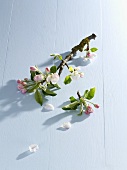 Sprig of apple blossom