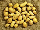 Potatoes on jute (overhead view)