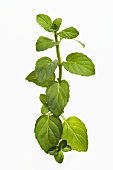 A sprig of peppermint