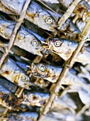 Dried fish at a market (close-up)