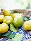 Lemons and leaves in shallow basket