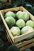 A crate of white cabbages in the field