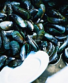 Mussels and plate