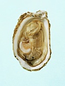 Half an oyster from above