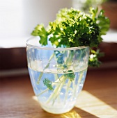 Fresh parsley in a glass of water