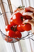 Hands holding tomatoes in wire basket