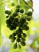 Green grapes on the vine (close-up)