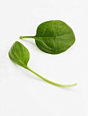 Two spinach leaves
