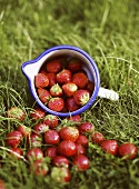 Strawberries in the grass in front of pitcher lying on its side