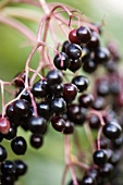 Elderberries (close-up)
