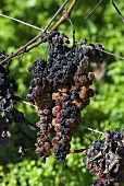 Muskateller grapes on the vine