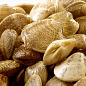 Fresh clams