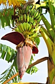 Bananenstaude mit Blüte und Früchten