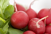 Radishes, close-up