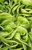 Lettuce with drops of water (close-up)