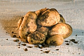 Fresh potatoes with soil