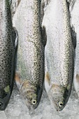 Several fresh trout on crushed ice