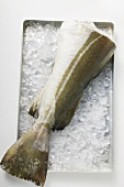 Fresh cod (tail) on ice