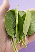 Hand holding spinach leaves
