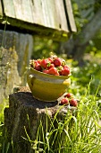 Fresh strawberries in a pot