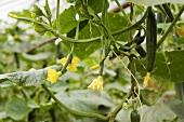 Cucumber plant with flowers