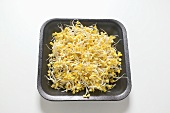 Fresh lentil sprouts in polystyrene dish