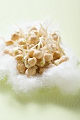 Chick-pea sprouts on cotton wool