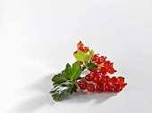 Redcurrants